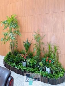 张家港企业大厅绿植组合摆放