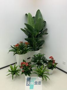张家港办公室花卉绿植租摆简约组合